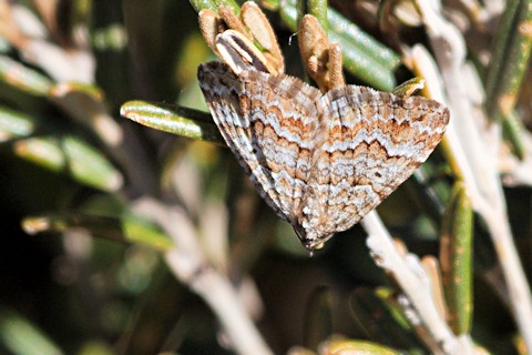 Harmonious Carpet Moth (Chrysolarentia symphona)